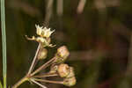 Southern milkweed